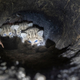 Bobcat kittens found inside a large oak tree in the Santa Monica Mountain range.